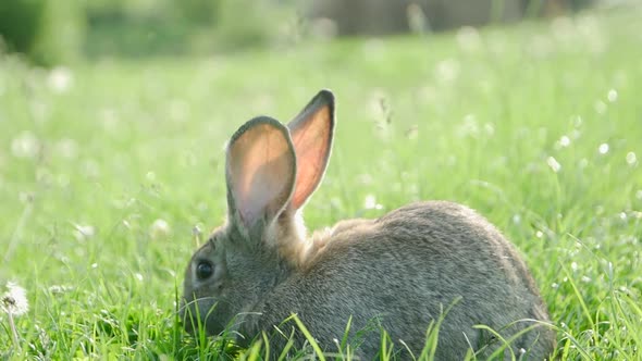 Little Rabbit on Green Grass in Summer Day