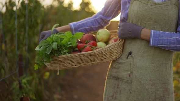 Woman Holding Basket with Fresh Harvested Vegetables at Greenhouse