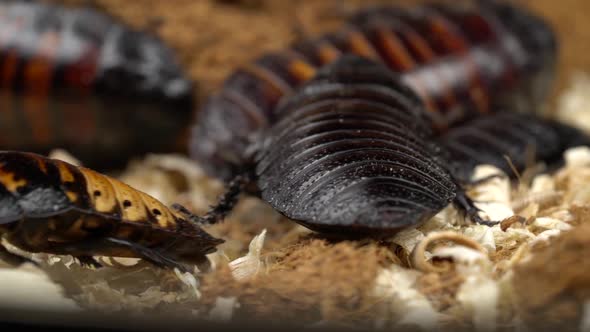 Madagascar Cockroaches Creep Filth. Close Up