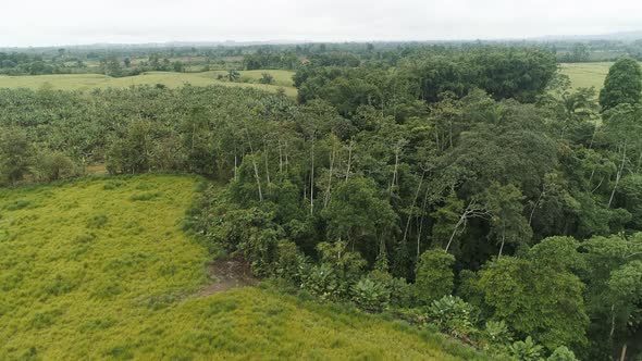 aerial shoot over trees in Ecuadorian coast province of Santo Domingo, green fields and palm plantat