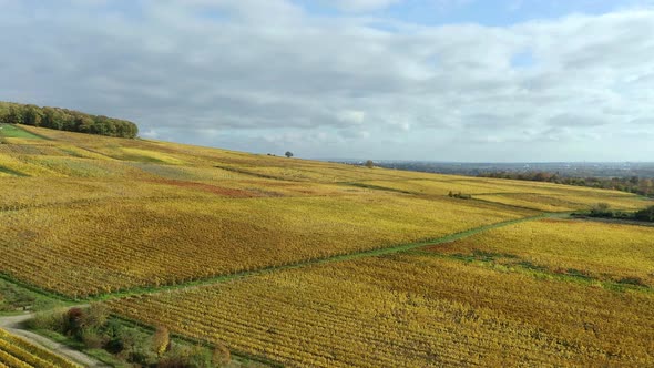 Golden vineyards in autumn, Rheingau, Oestrich-Winkel, Hesse, Germany
