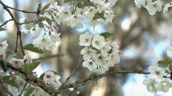 Closeup of beautiful white flowers in the park