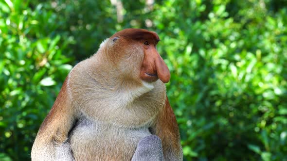 Wild Proboscis monkey or Nasalis larvatus, in rainforest of Borneo, Malaysia