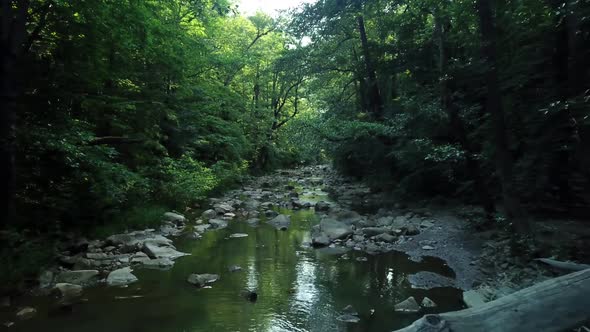 Aerial Flying Between Trees in Forest Under River on Sunny Day