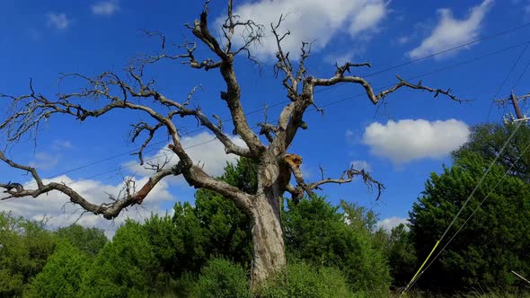 This creepy old tree, with its old tentacles reaching out in all directions as if to grab you when y