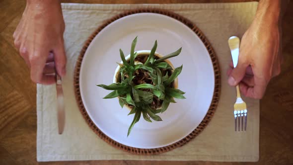 Plant in flower pot on dinner plate, person picks up cutlery, close up top view