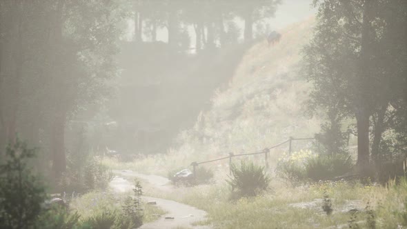 Sunbeams Entering Coniferous Stand on a Misty Summer Morning