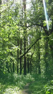 Vertical Video of a Summer Green Forest with Trees During the Day Slow Motion