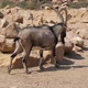 Large Goat with Long Horns Walking Among Stones in a Zoo on Sunny Day in Summer - VideoHive Item for Sale