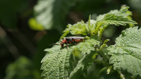 Insect Lampyris noctiluca by the day 4K 2160p 30fps UltraHD footage - Close-up of common glow-worm b