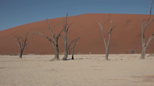 Must-See Places in the World. Namibia. Dead trees of the Namib Desert.