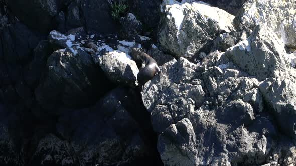 Wild fur seal on the cliff in Milford Sound, New Zealand