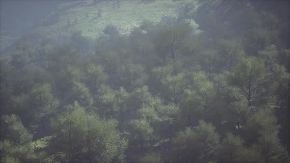 Endless Forests in Sunny Day with Perspective in Color alt