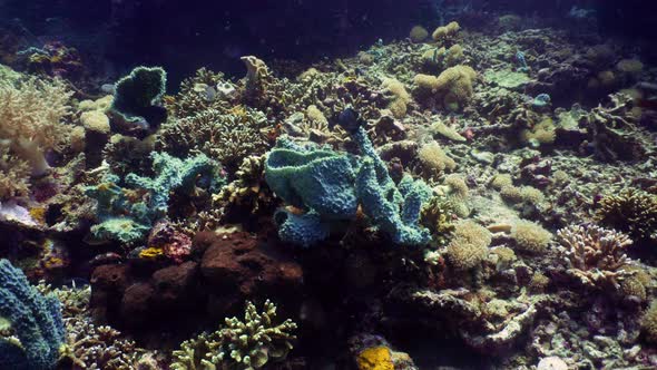 Coral Reef and Tropical Fish