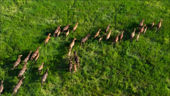 Wild Horses Running Wild Mustangs Run on the Beautiful Green Grass