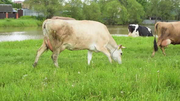 Domestic cows walk in the meadow