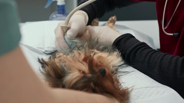 Ddoctor makes an ultrasound of a Yorkshire terrier puppy dog on examination in a veterinary clinic