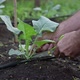 Hands of man working in the garden. Pruning vegetables - VideoHive Item for Sale