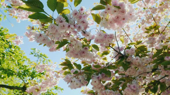 Cherry Blossoms Against the Blue Sky