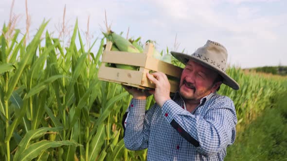 In a Corn Field After a Hard Working Day Elderly Farmer Carries a Box of Crops on His Shoulder