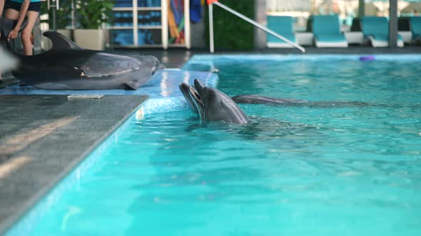 The Girl the Trainer Works with Dolphins