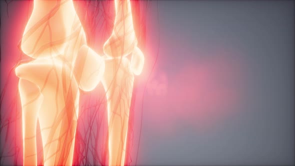 Transparent Human Body with Visible Bones alt