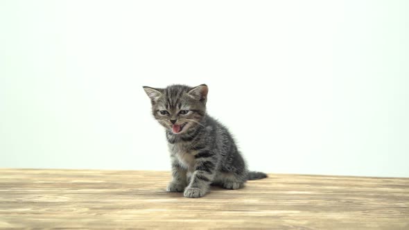 Striped Kitten Scottish Straight Meows . White Background