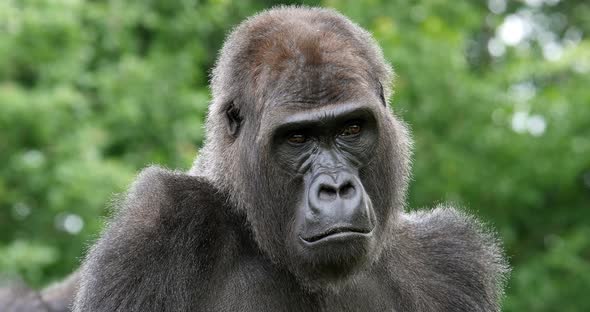 950003 Eastern Lowland Gorilla, gorilla gorilla graueri, Portrait of Female, real Time 4K