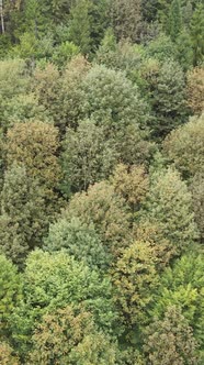 Aerial View of Trees in the Forest