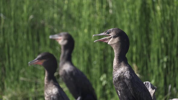 Neotropic cormorants vibrate neck muscles with open beaks to cool down