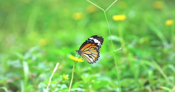 butterfly on green grass background