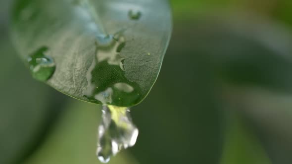 Water Drops on a Leaf 109