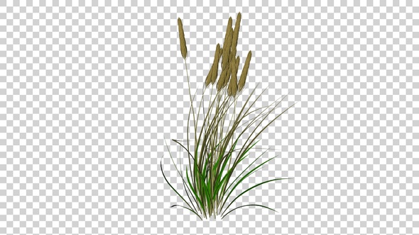Wheat Plants alt