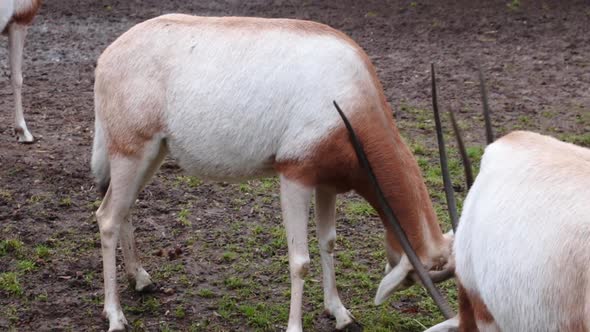 View of two fighting antelope with large long horns. Wild nature