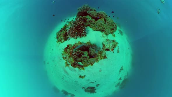 The Underwater World of a Coral Reef. Panglao, Philippines.