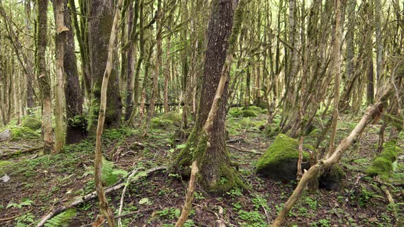 Mossy Forest