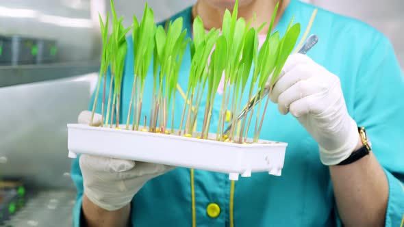 Close Up Gloved Hands of Lab Worker Reviews Growing Young Green Sprouts in Soil in Small Box in