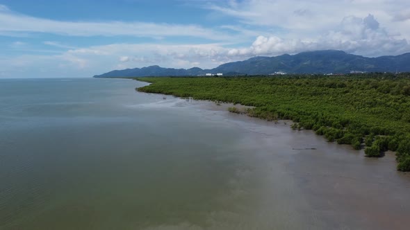 Aerial fly over green lush mangrove tree