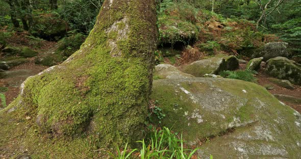 Roches du Diable, Querrien, Finistere department, Brittany, France