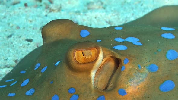 close up of blue spotted ribbontail stingray resting on sandy ocean floor.