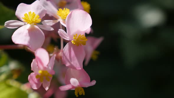 Beautiful pink Wax begonia flowers buds in the garden natural slow tilt 4K 3840X2160 30fps  UltraHD 