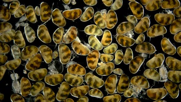 Crustacea Ostracoda Under the Microscope, Family Cyprididae, Colony.