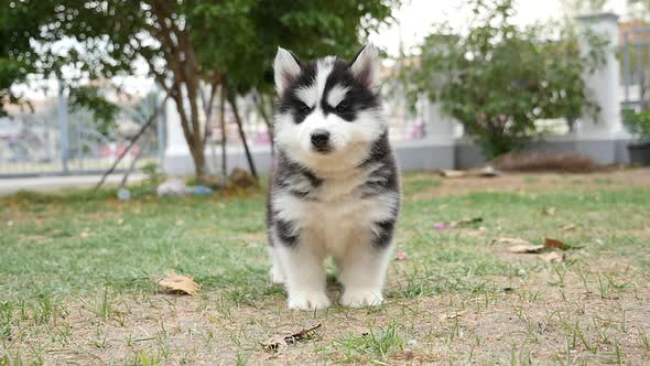 Cute Puppy Dog Siberian Husky Two Months Standing