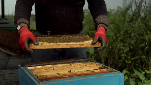 An Experienced Beekeeper Takes Out a Frame with Combs From the Hive and Inspects