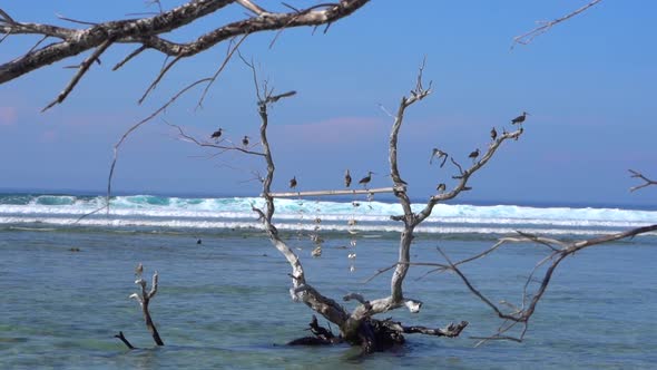 Peaceful Scenery View on the Seagull Birds Sitting and Flying on the Tree Branches in the Water Wavy