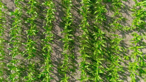 Green Cornfield