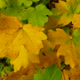 Bright Yellow Maple Leaves on the Tree in Autumn - VideoHive Item for Sale