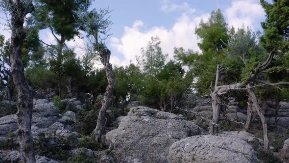 Close Up of Evergreen Trees Growing on a Mountain Covered with Stones