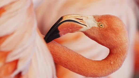 Closeup of American flamingoing neck, beak and head, vertical shot