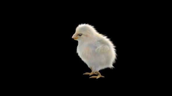 25 Baby Chicks Dancing HD